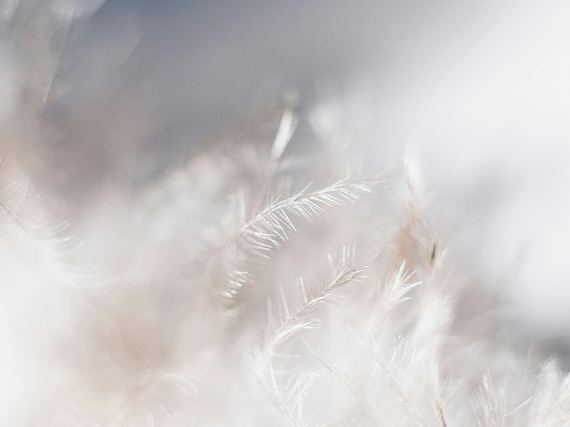 plumes-virginie-tondeur-sophrologie-900x600